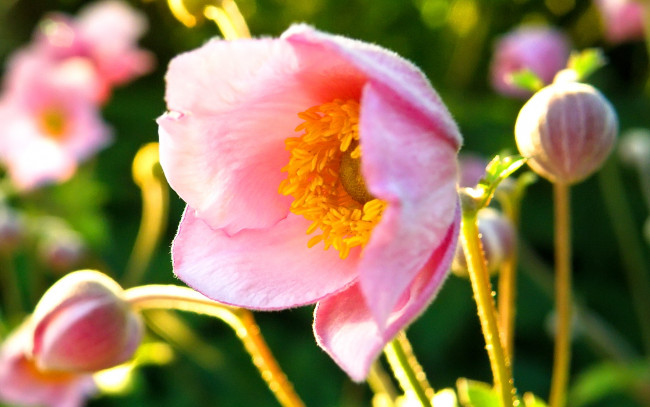 Обои картинки фото цветы, ветреницы, печёночницы