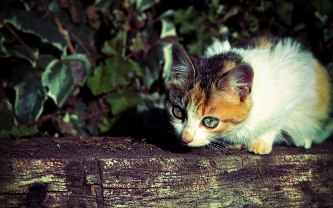 Обои картинки фото животные, коты