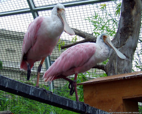 Картинка животные ибисы колпицы