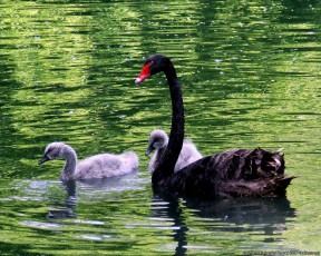 Картинка животные лебеди