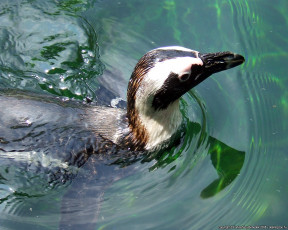 Картинка животные пингвины