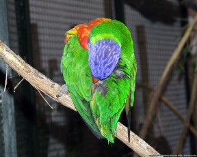 обоя животные, попугаи