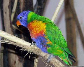 Картинка животные попугаи