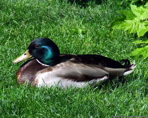 Картинка животные утки