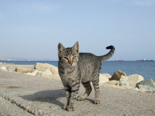 Картинка животные коты