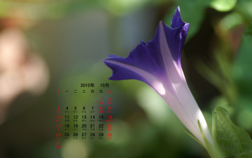 Картинка календари цветы