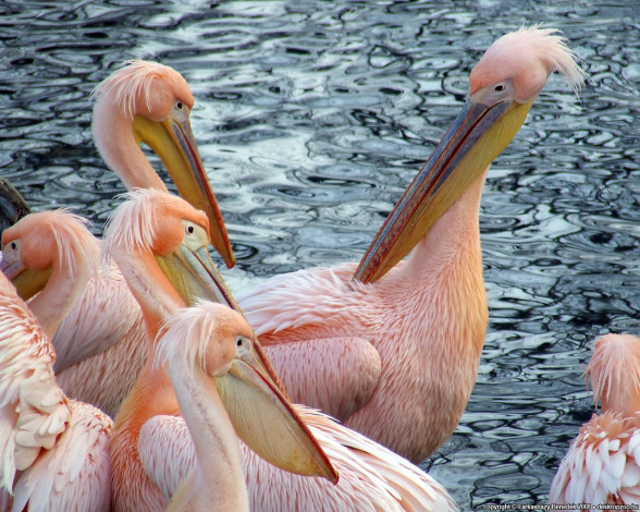 Обои картинки фото животные, пеликаны