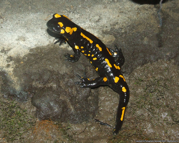 Обои картинки фото животные, Ящерицы, игуаны, вараны