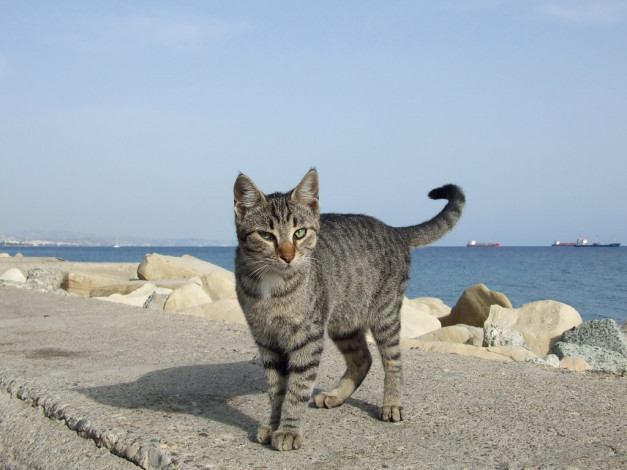 Обои картинки фото животные, коты