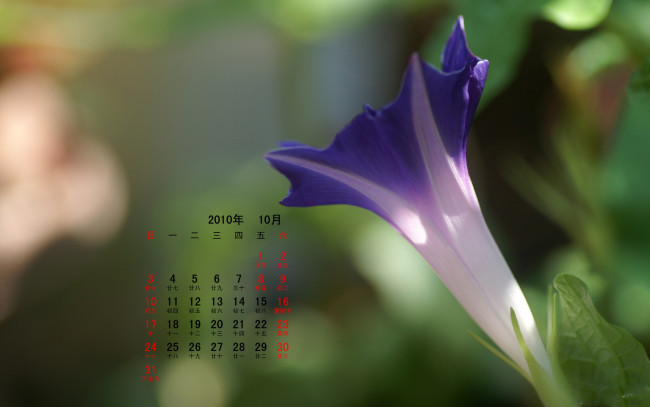 Обои картинки фото календари, цветы