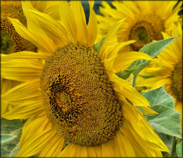 Картинка цветы подсолнухи лепестки