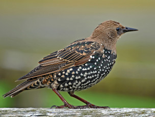 Картинка животные птицы бревно