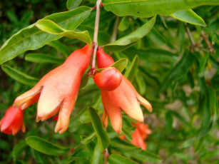 Картинка цветы цветущие деревья кустарники оранжевый зеленый