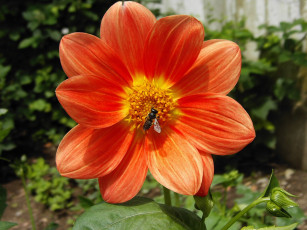 Картинка цветы георгины лепестки