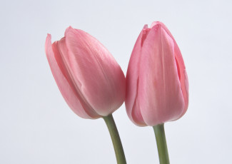 Картинка цветы тюльпаны лепестки