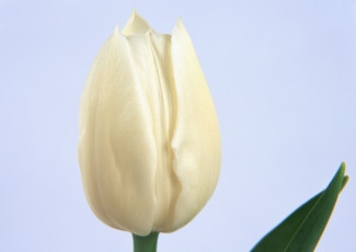 Картинка цветы тюльпаны лепестки