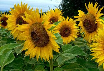 Картинка цветы подсолнухи лепестки