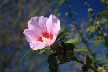 Картинка цветы мальвы