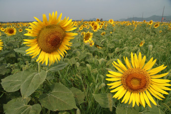 Картинка цветы подсолнухи лепестки