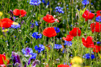 Картинка цветы луговые полевые луг трава васильки маки