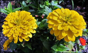 Картинка цветы цинния