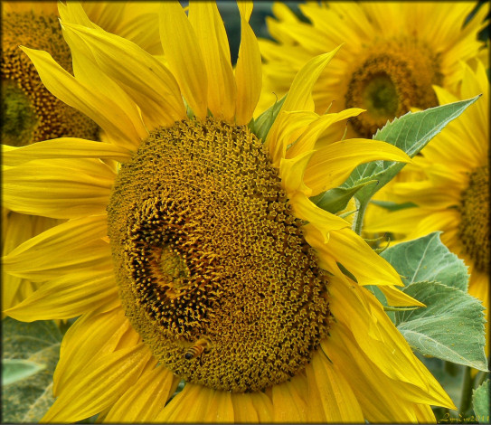 Обои картинки фото цветы, подсолнухи, лепестки