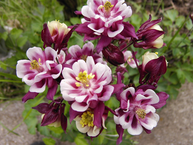 Обои картинки фото цветы, аквилегия, водосбор