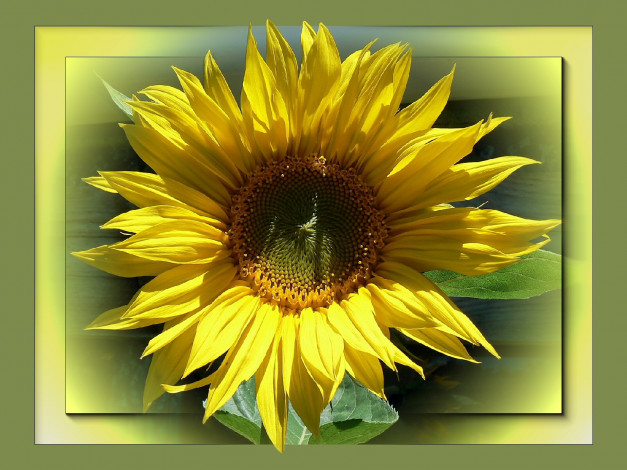 Обои картинки фото цветы, подсолнухи, лепестки