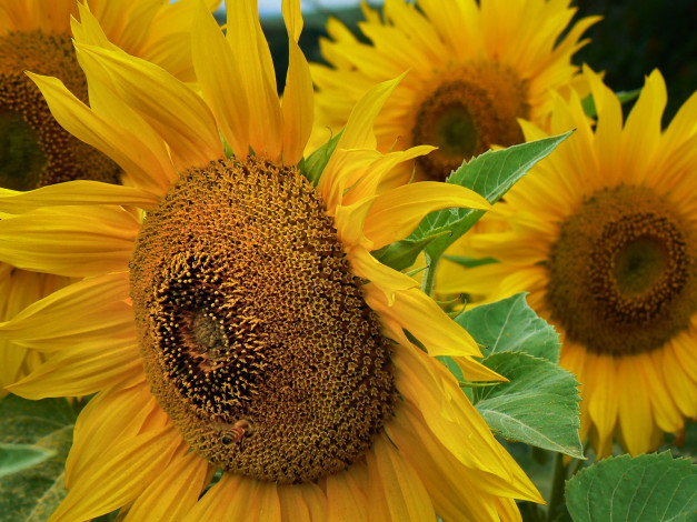 Обои картинки фото цветы, подсолнухи, лепестки