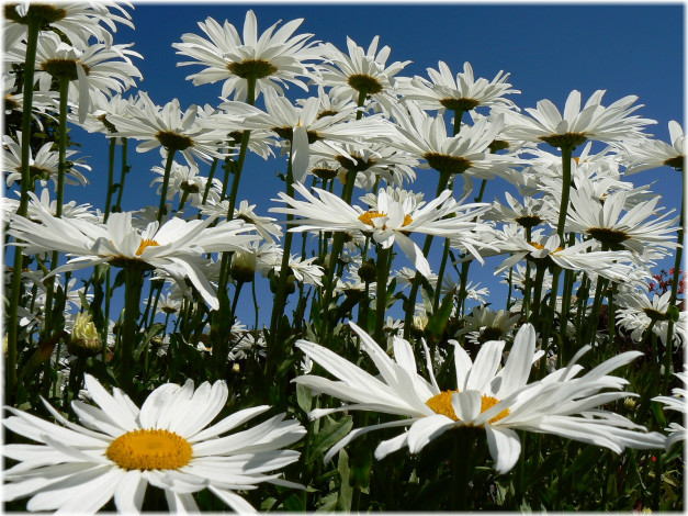 Обои картинки фото цветы, ромашки, лепестки