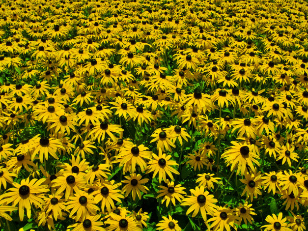 Обои картинки фото цветы, рудбекия, лепестки