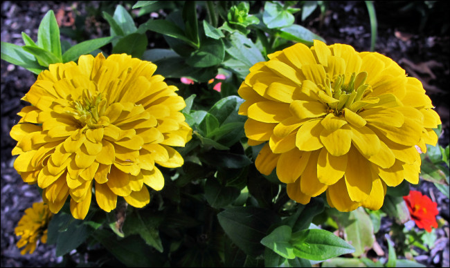 Обои картинки фото цветы, цинния