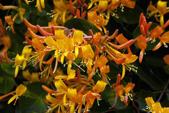 Обои картинки фото цветы, лепестки