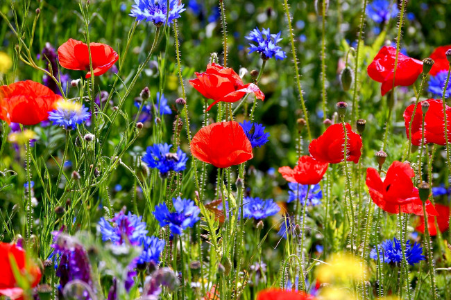 Обои картинки фото цветы, луговые, полевые, луг, трава, васильки, маки