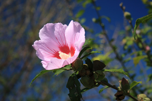 Обои картинки фото цветы, мальвы