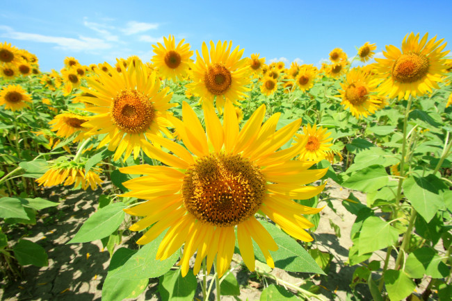 Обои картинки фото цветы, подсолнухи, лепестки