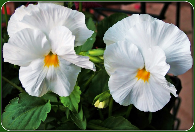 Обои картинки фото цветы, анютины, глазки, садовые, фиалки, лепестки