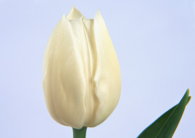 Обои картинки фото цветы, тюльпаны, лепестки