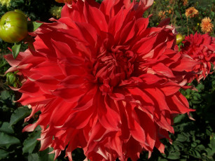 Картинка цветы георгины