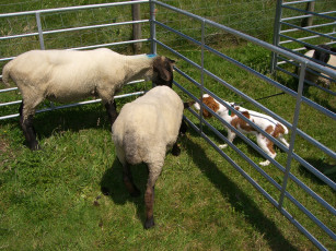 Картинка животные разные вместе овцы