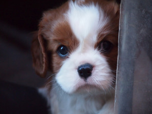 Картинка животные собаки щенок