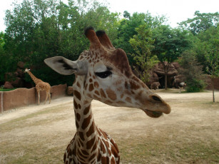 Картинка животные жирафы жираф