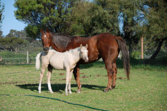 Картинка животные лошади лошадь