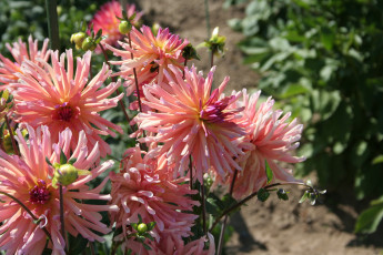 Картинка цветы георгины