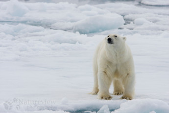 Картинка животные медведи медведь снег