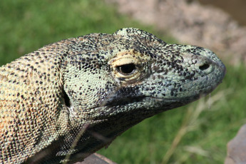 Картинка животные Ящерицы игуаны вараны варан