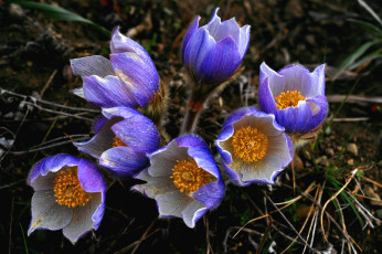 Картинка цветы анемоны адонисы сон-трава анемон прострел