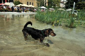 Картинка животные собаки собака