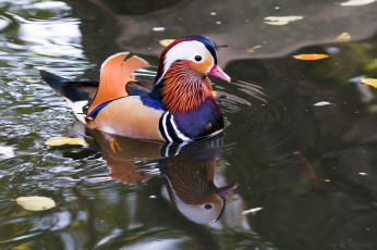 Картинка животные утки мандаринка