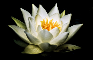 Картинка цветы лилии водяные нимфеи кувшинки белый лепестки